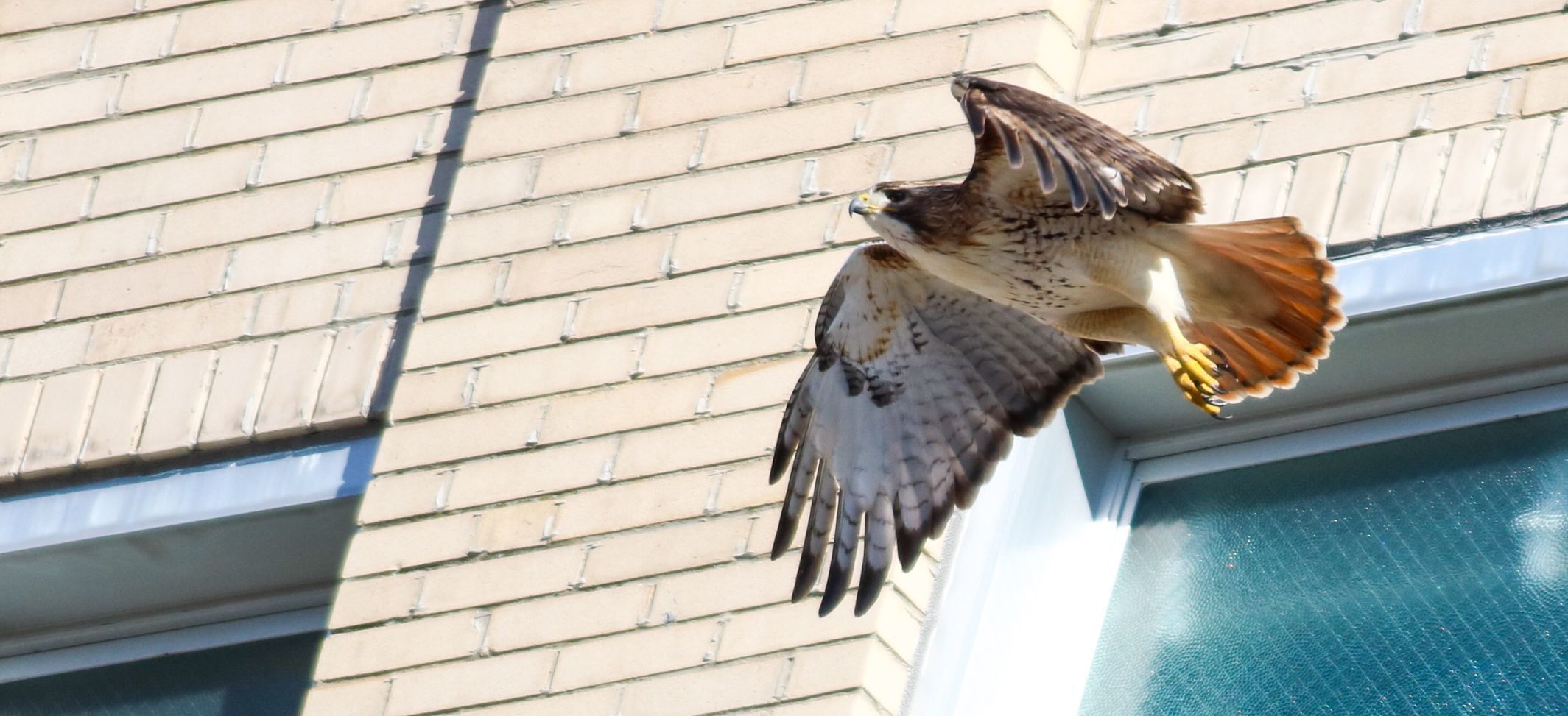 Downtown hawks